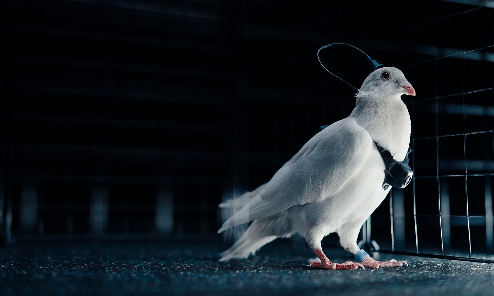 Российская компания Neiry создала голубей-биодронов для городского мониторинга