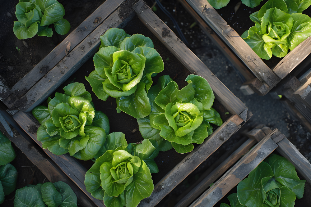 Уют с урожаем: где купить дом с теплицей и огородом в Подмосковье