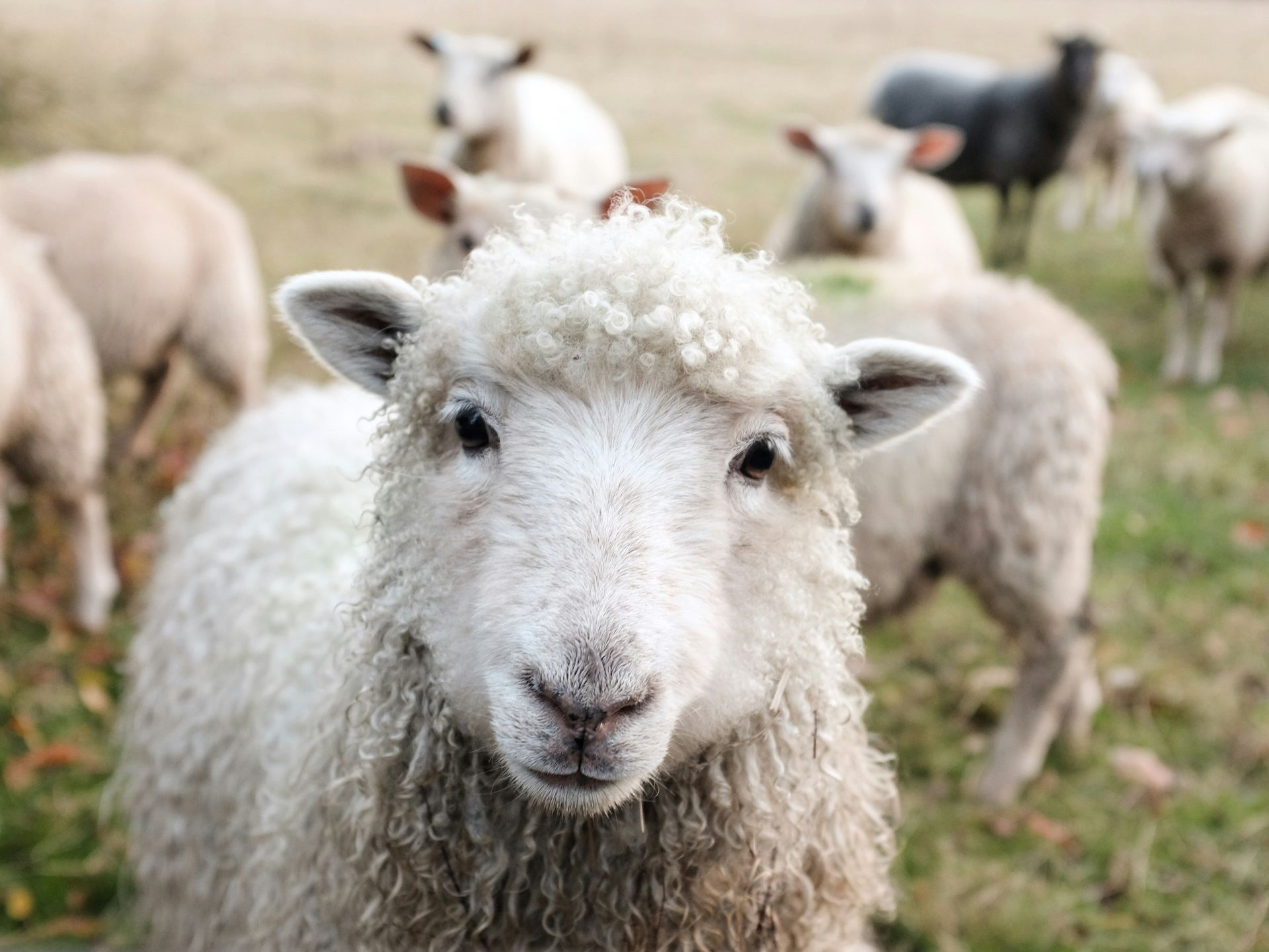 Джереми Кларксон запустил агротуристическую платформу Only Farmers