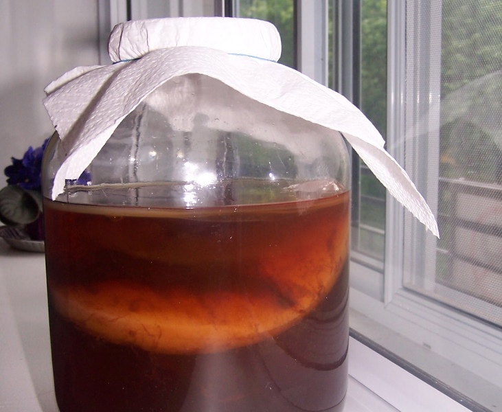 Чайный гриб в новой обёртке: чем полезна комбуча - InVoice Media