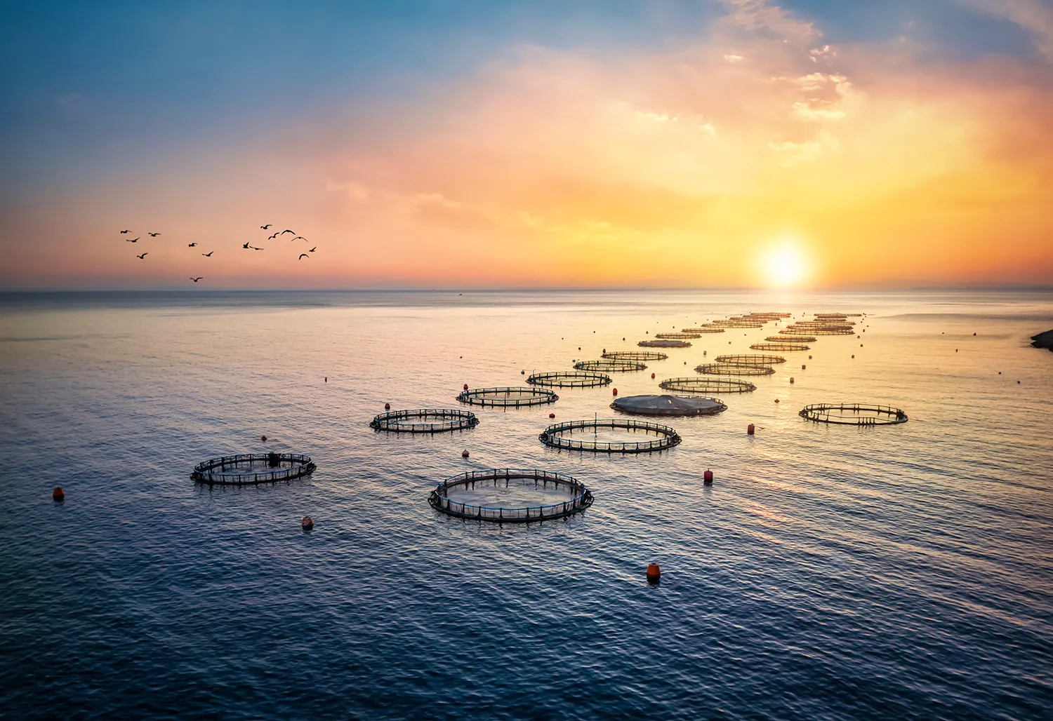 Photo - Fish Farming Goes Digital: Russia’s Aquaculture Sector Embraces Modernization
