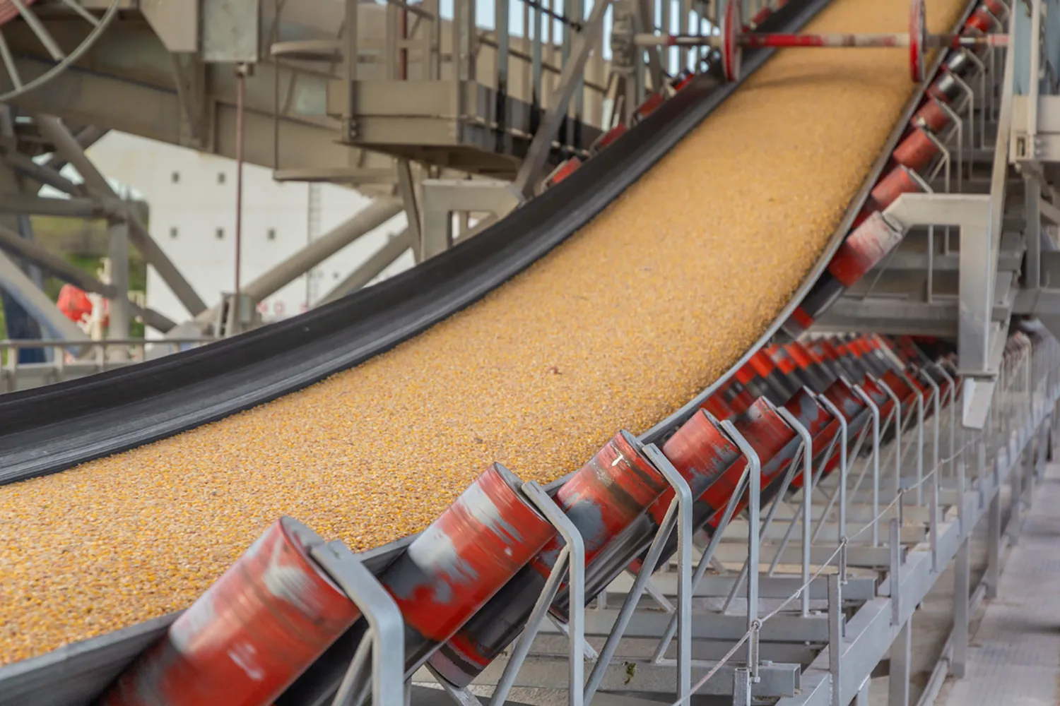 Photo - Only the Best: AI Separates Grain from Chaff