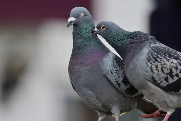 In Russia, remote-controlled pigeons will monitor industrial facilities.