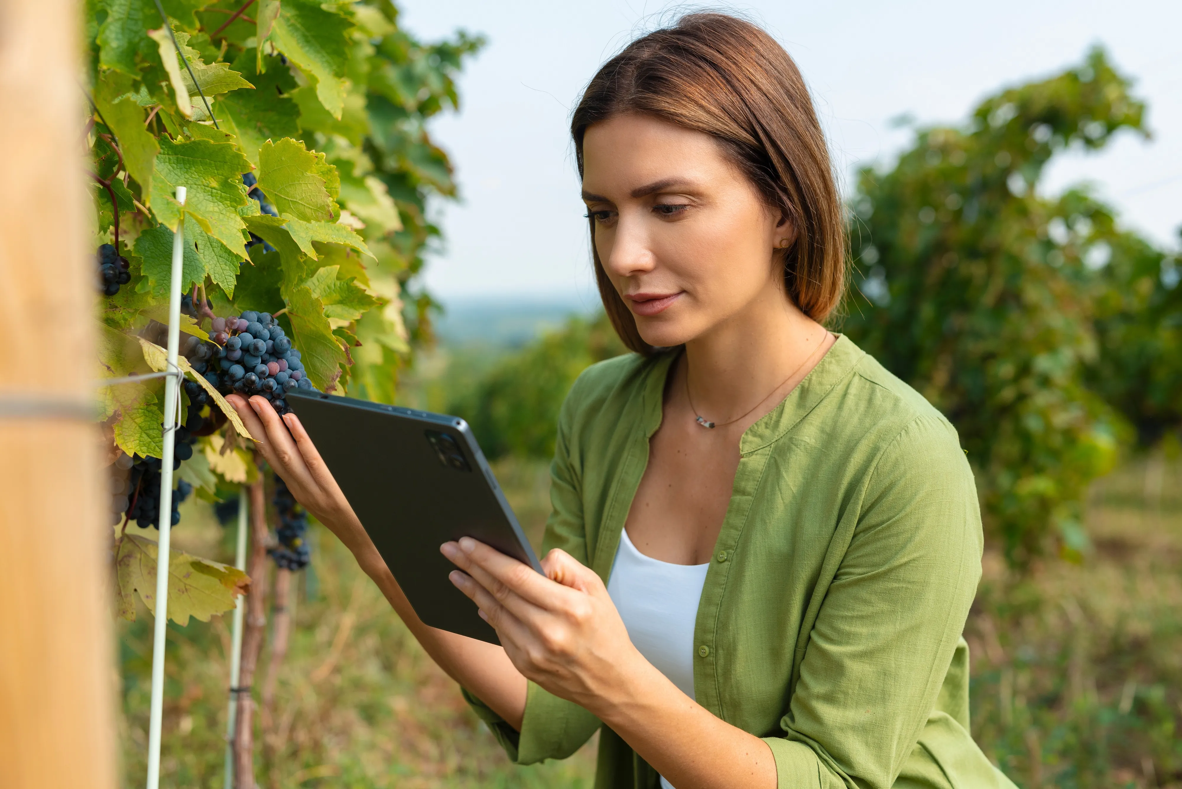 AI Takes Root in Russian Vineyards to Boost Wine Quality