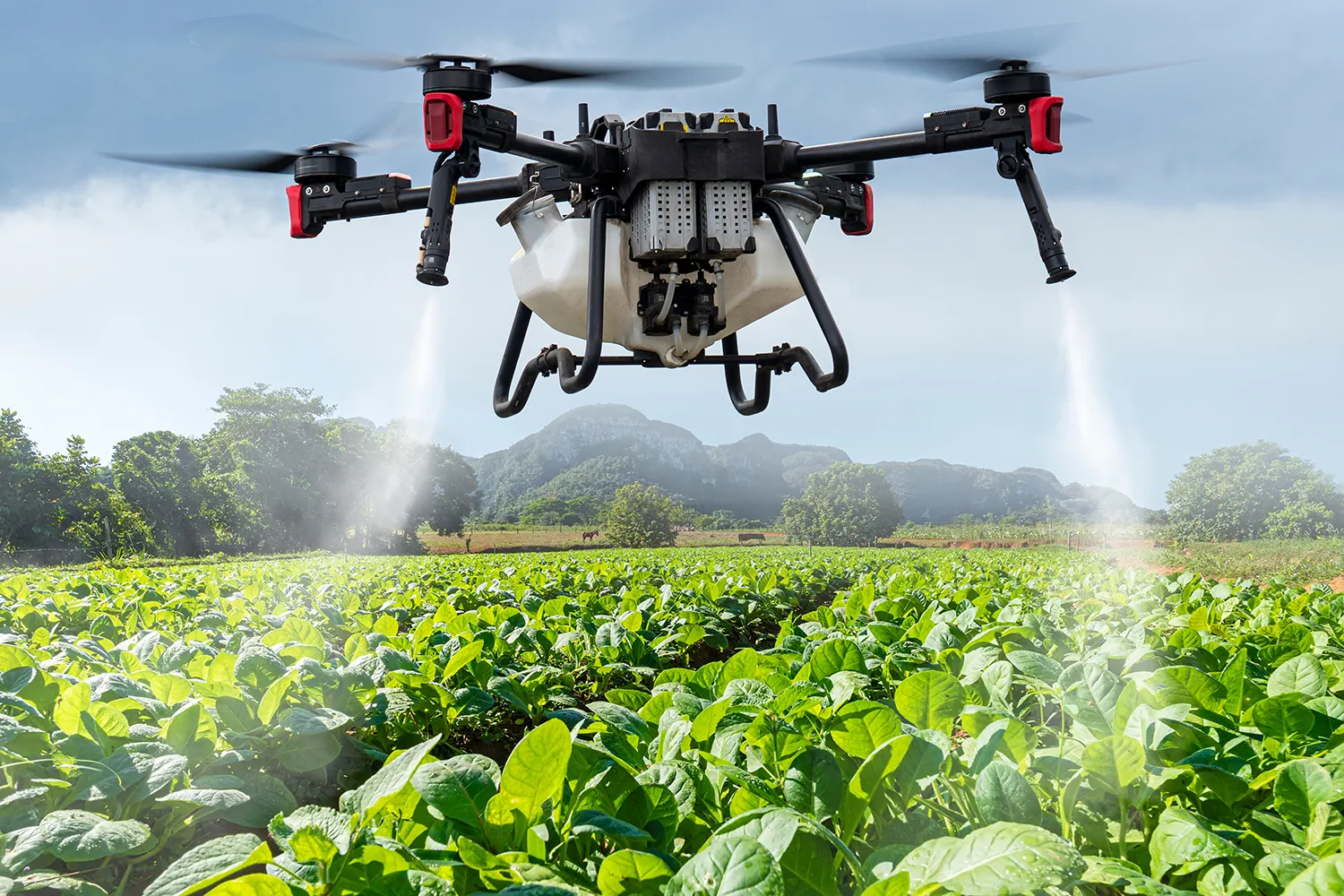 Yaroslavl Region vs. Giant Hogweed: How Drones Are Helping Fight an Invasive Threat