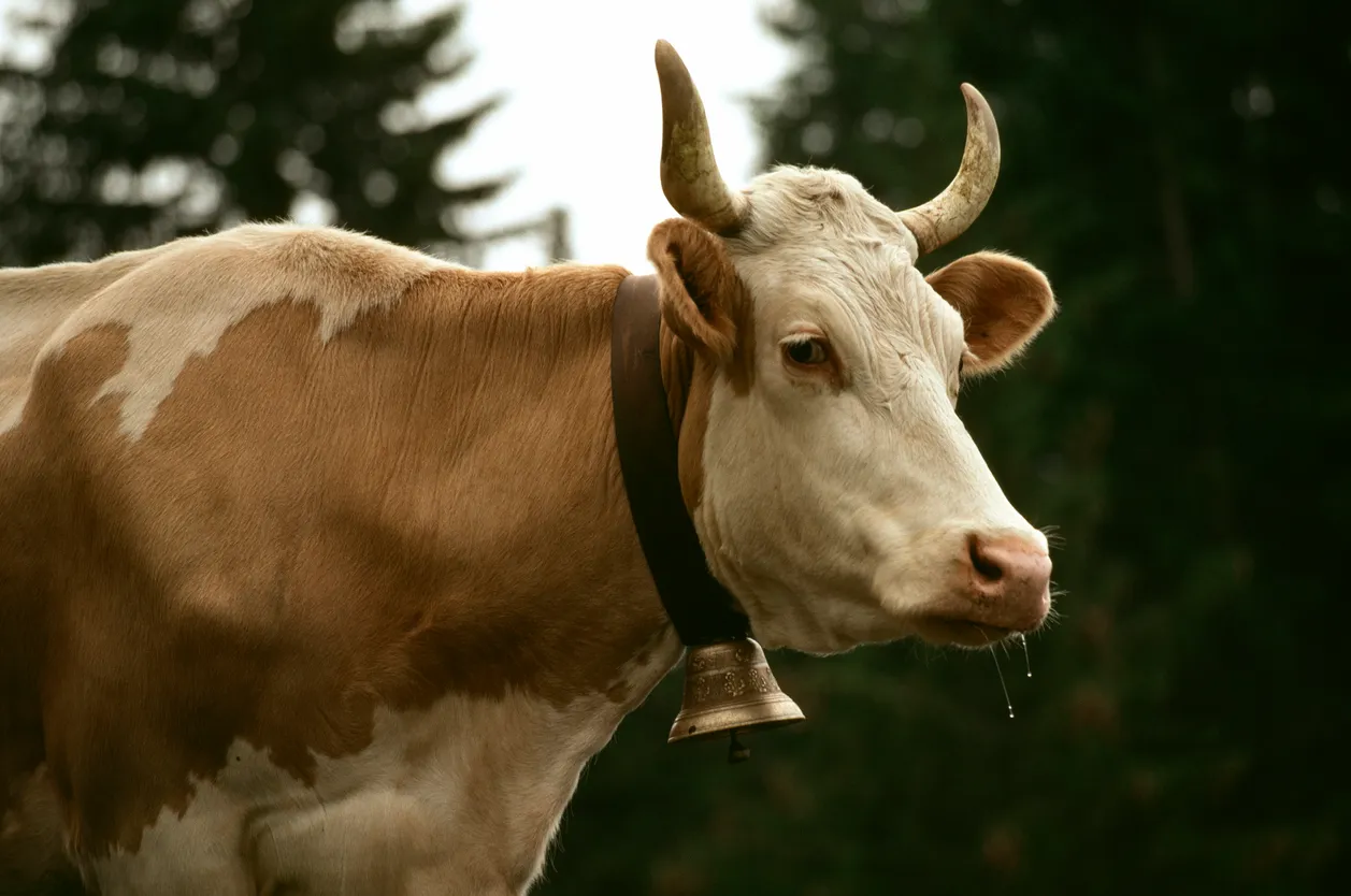 Russia to Digitize Pedigree Livestock Records