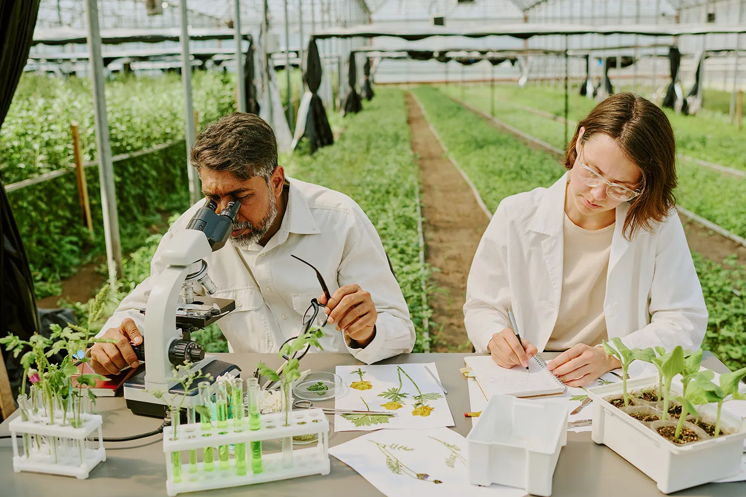 Photo - Digital Farming Assistant: AI to the Rescue of Crops