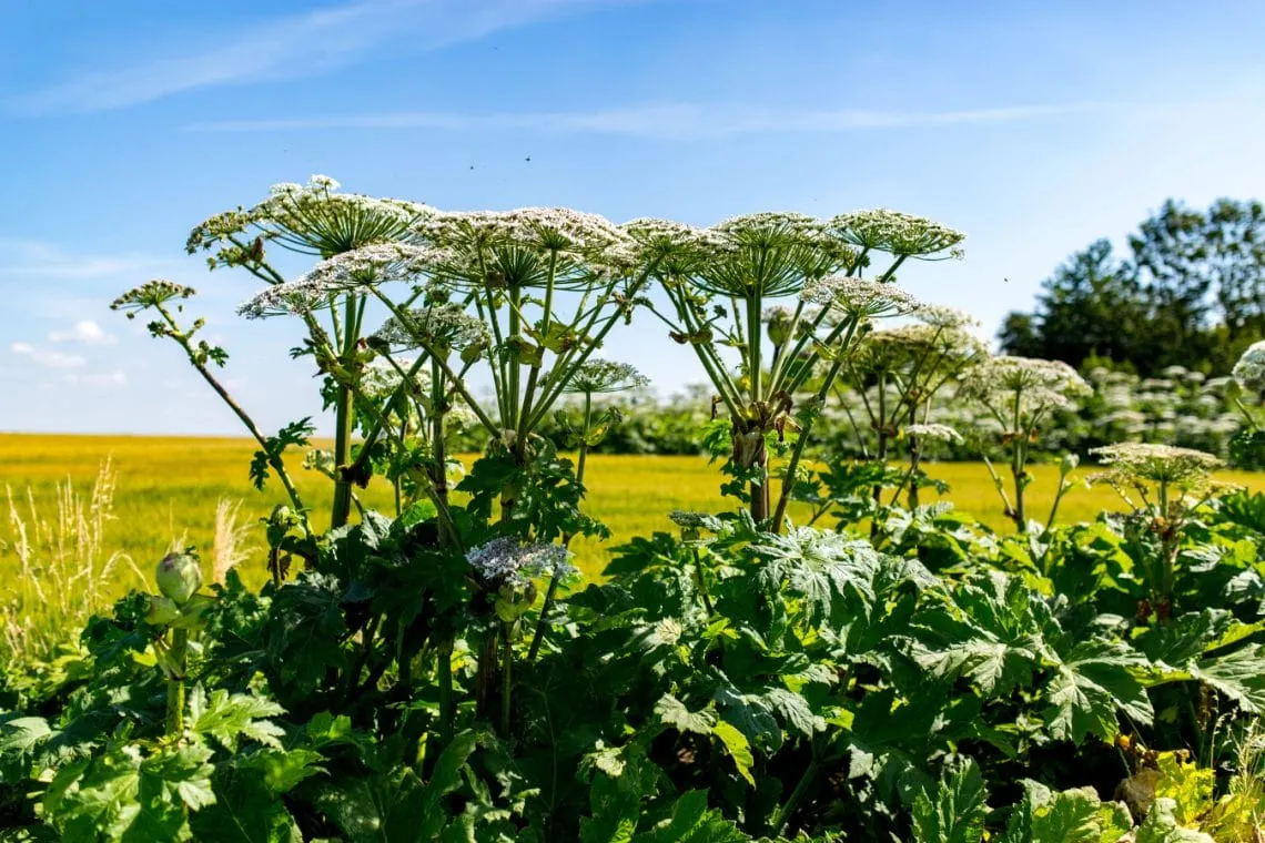 Nizhny Novgorod Agriculture Ministry to Deploy AI Against Invasive Hogweed