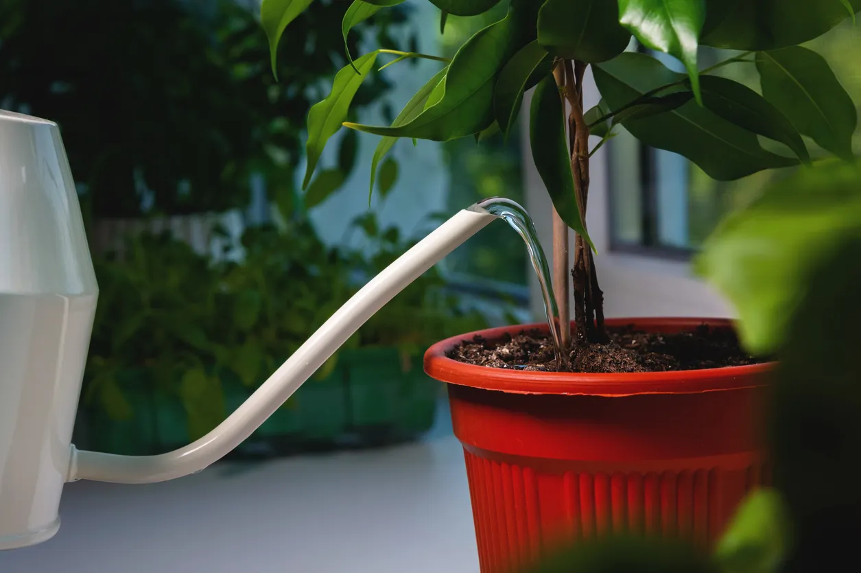 Российские студенты помогут автоматизировать уход за домашними растениями