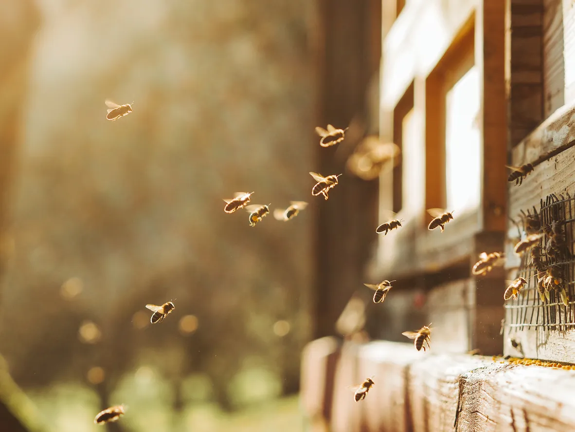 Russia Patents Smart Hive for Automated Beekeeping