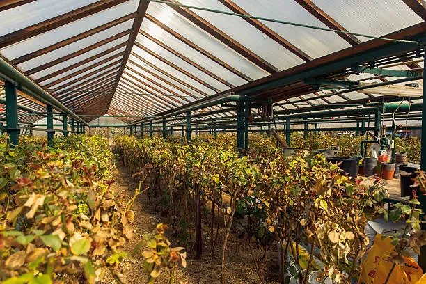 В России искусственный интеллект прогнозирует урожай в теплицах