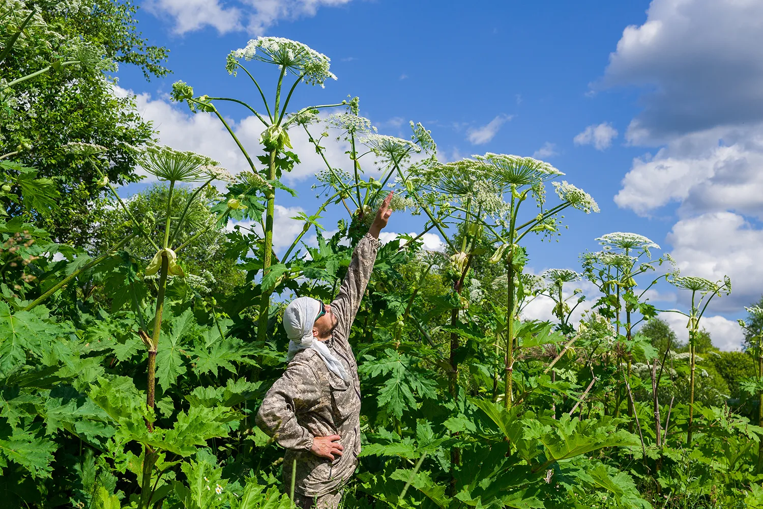 Photo - Russia Develops AI-Powered Surveillance to Eliminate Toxic Invasive Weeds