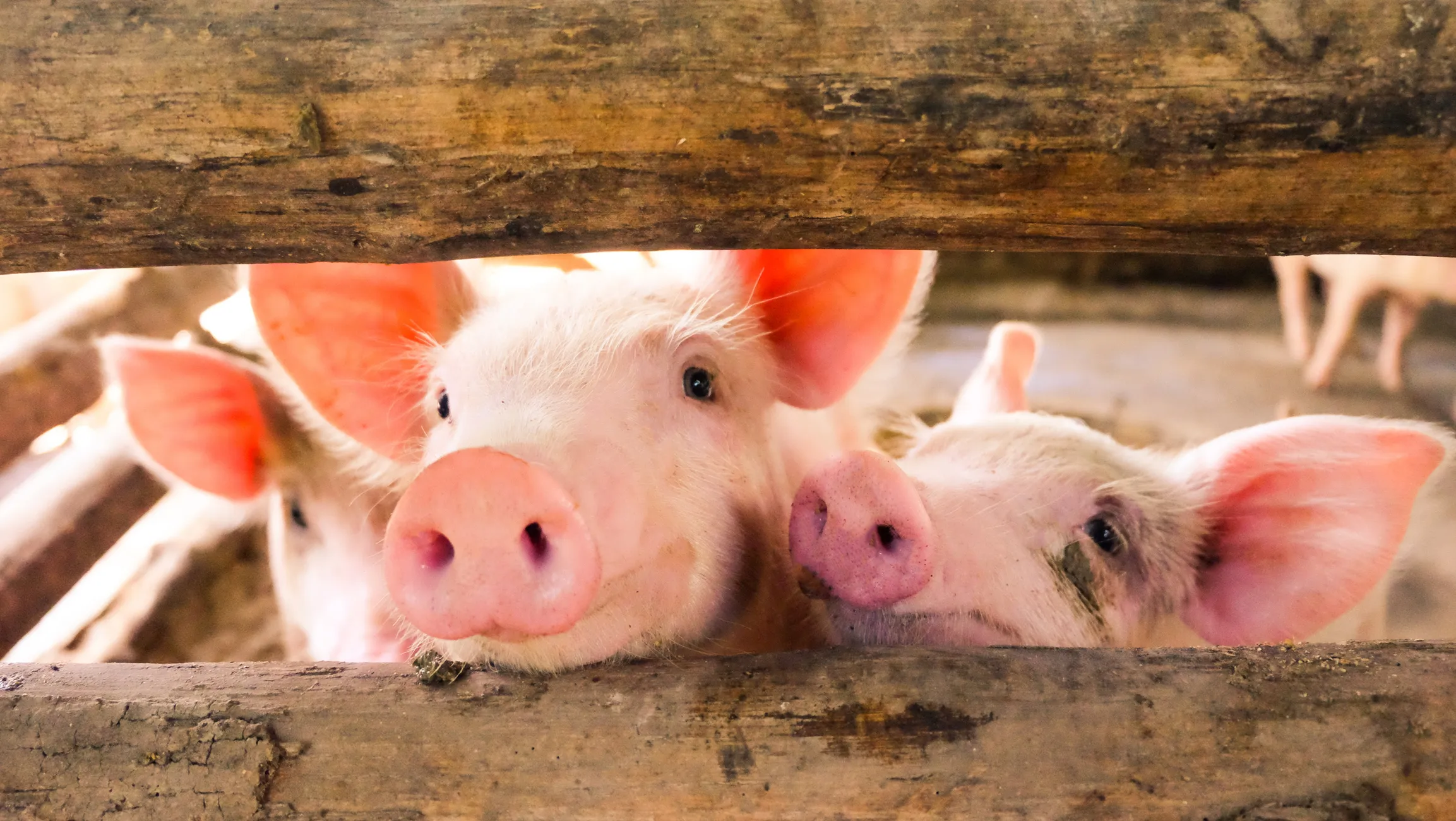Russia Uses AI to Build Genomic Bank to Boost Pig Breeding