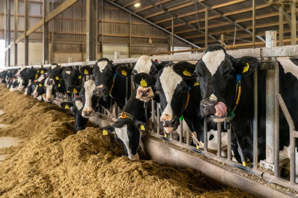 AI to Cut Downtime in Russia’s Dairy Industry by 50%