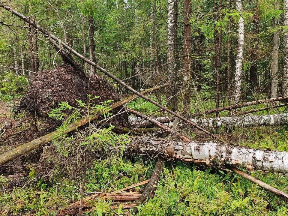 Nizhny Novgorod Forestry Districts Resolve Boundary Disputes With Digital Mapping