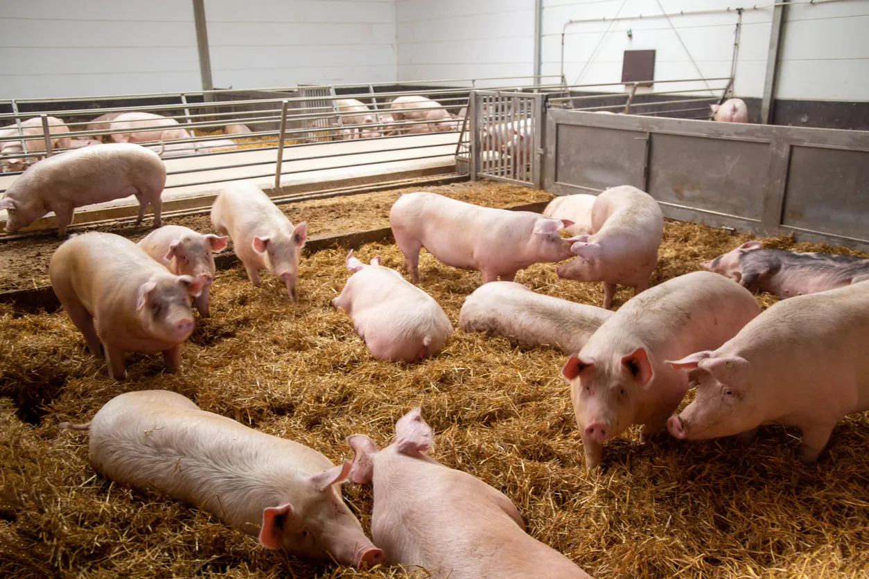 AI System Identifies Pigs by Their Snouts, Russian Researchers Say