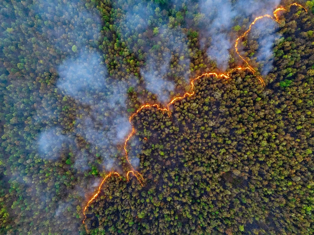 AI Helps Detect a Third of Forest Fires in Russia’s Moscow Region