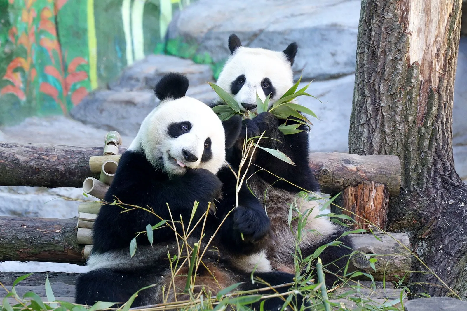 Russia Has Launched an Educational Online Game About Animals of the Moscow Zoo