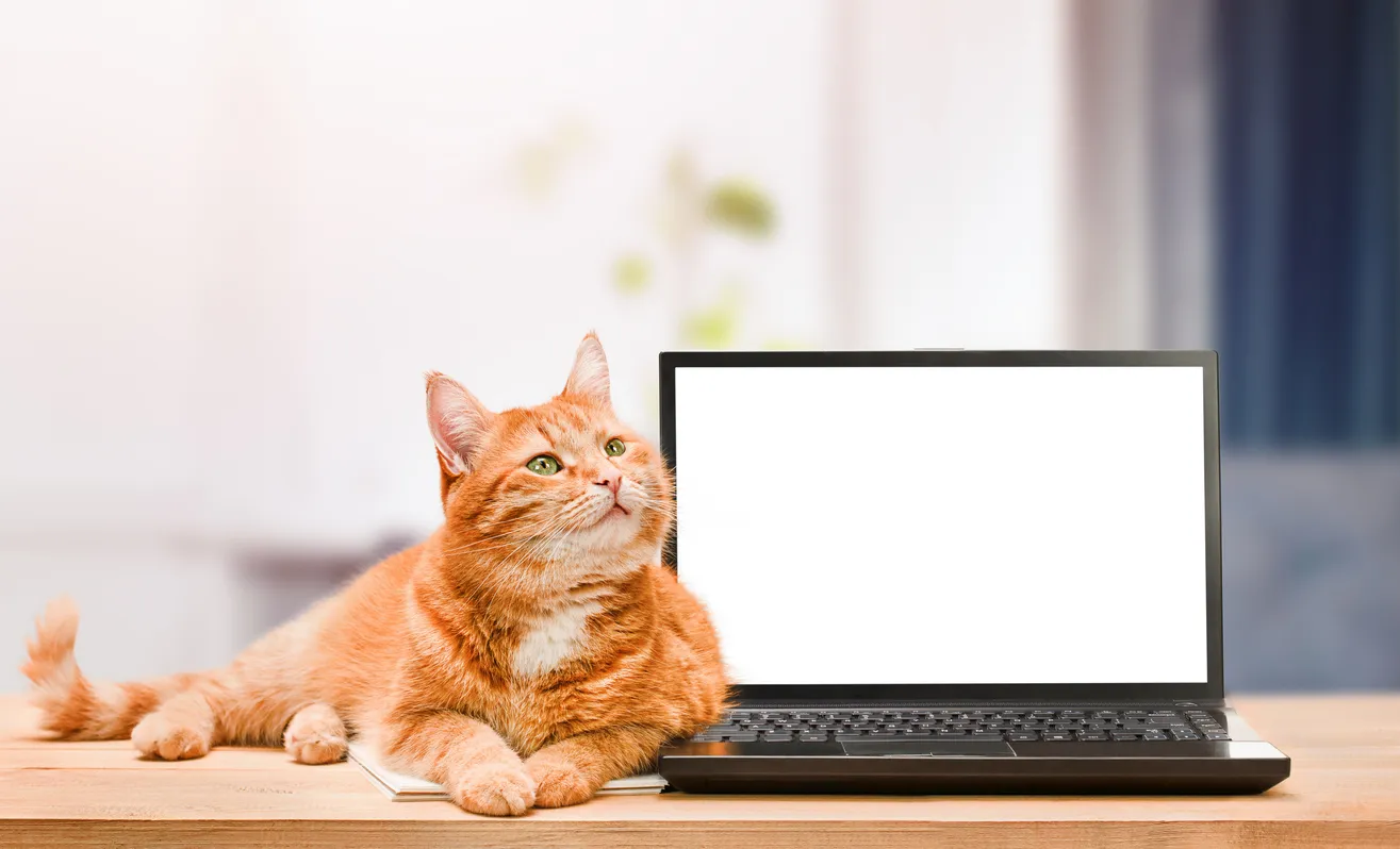 Schrödinger’s Digital Cat Comes to Life at Moscow’s ‘Science 0+’ Festival