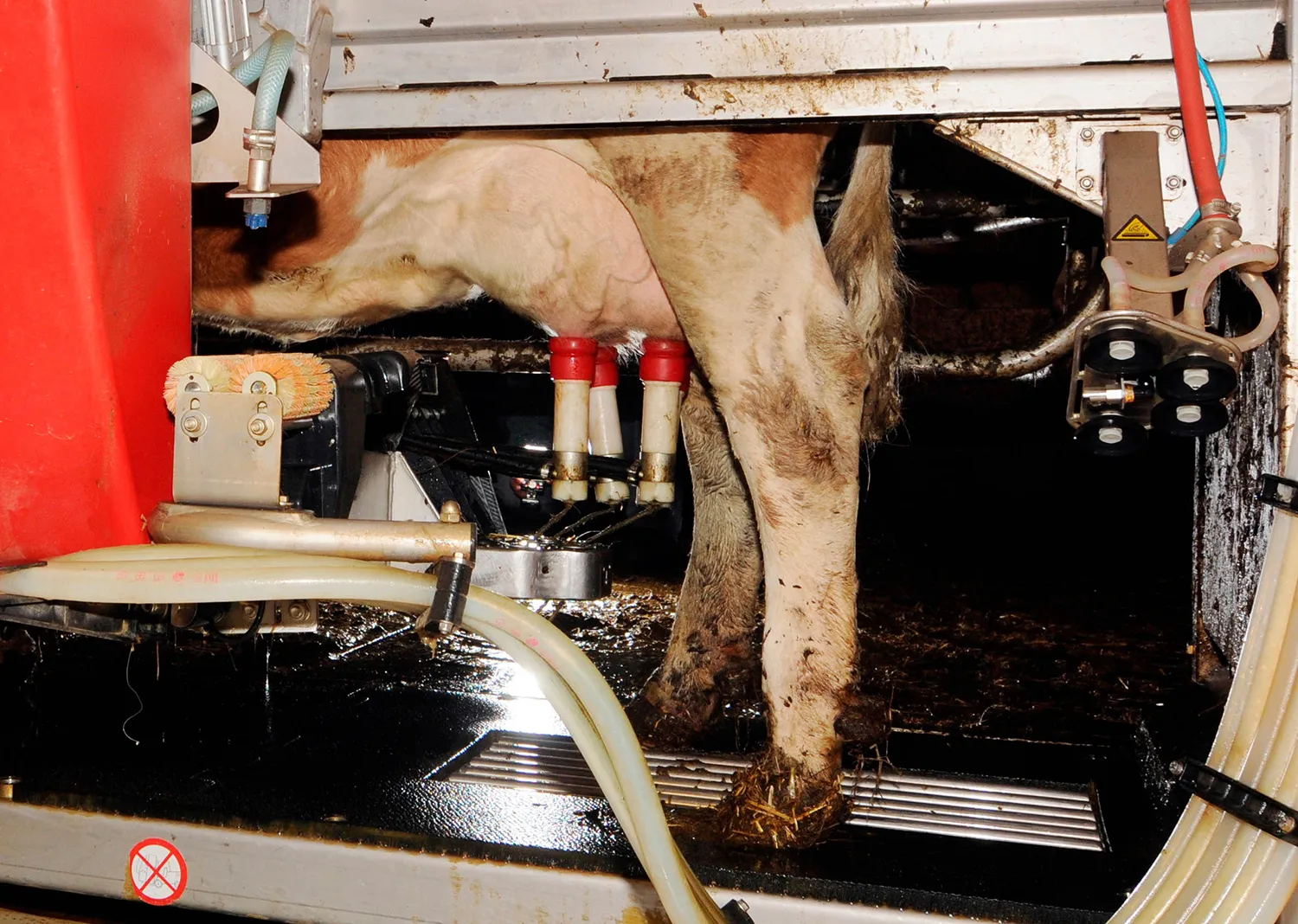 Photo - Hardworking and Caring: Russia Rolls Out Feed-Pushing Robot for Cattle Farms