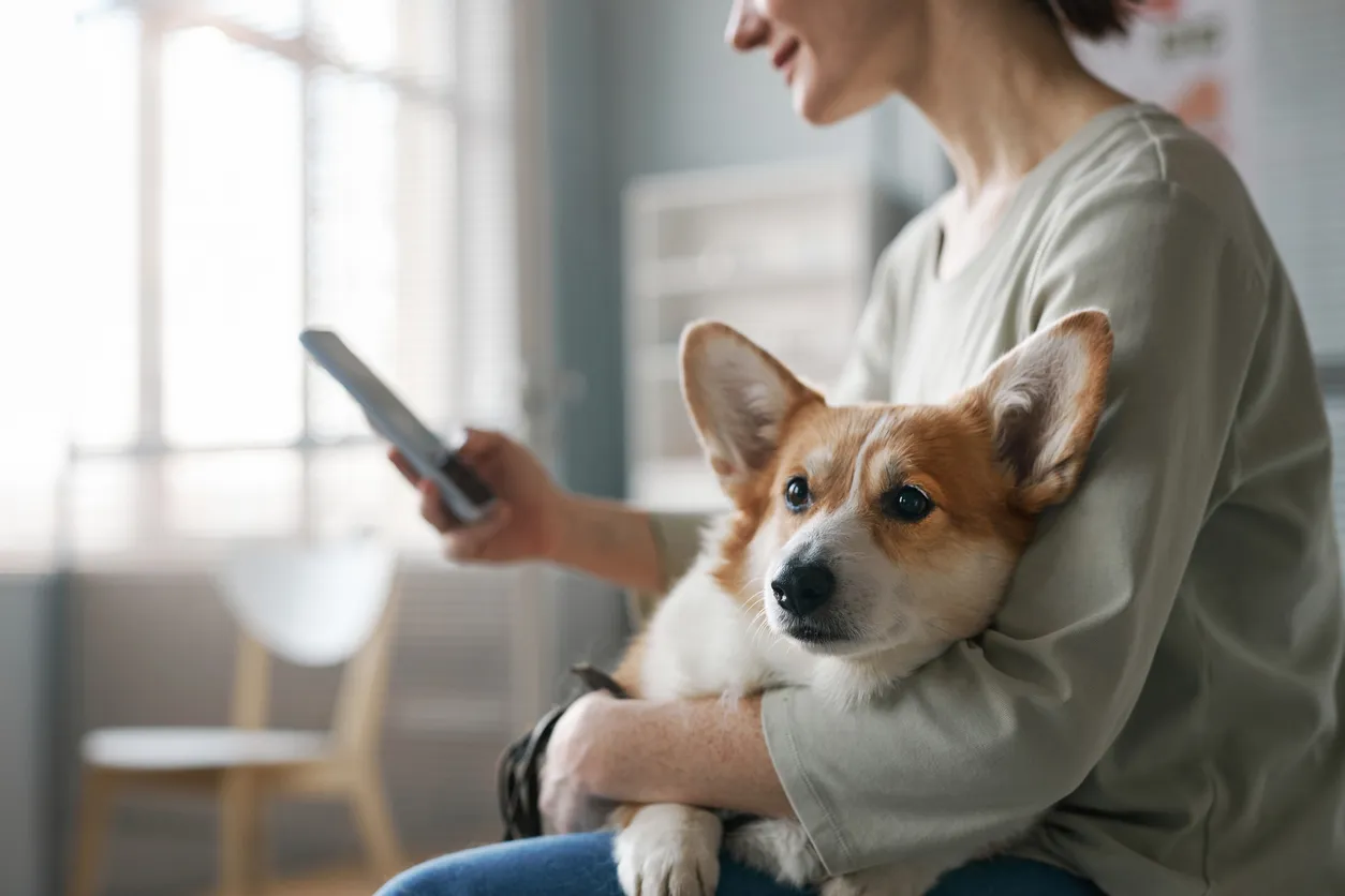 AI Helps Reunite Lost Pets with Their Owners in Russia