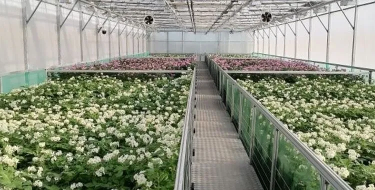 StGAU Develops Digital Technologies for Early Detection of Plant Diseases