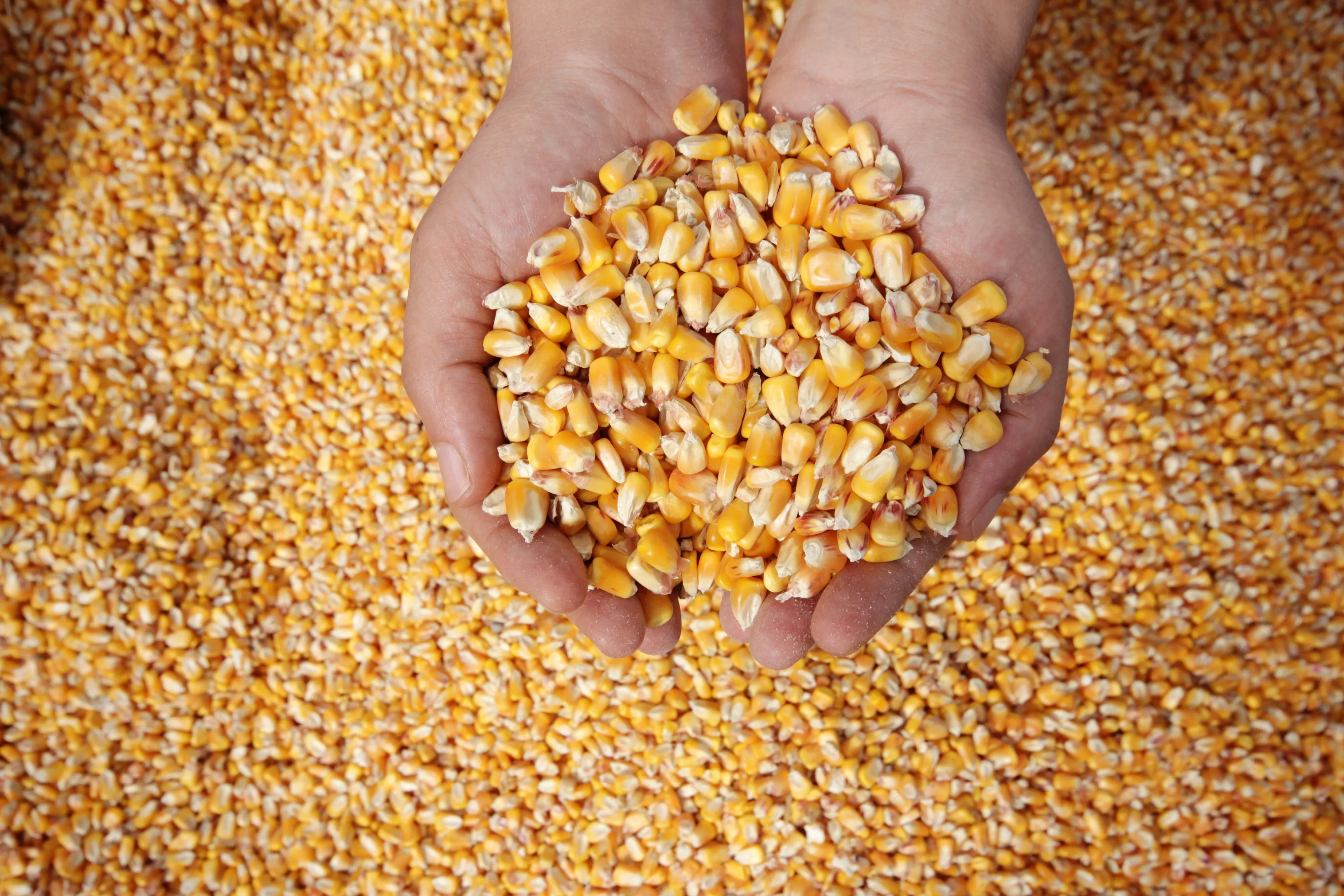 Russian Students Build Autonomous Robot to Clean Grain Storage Facilities