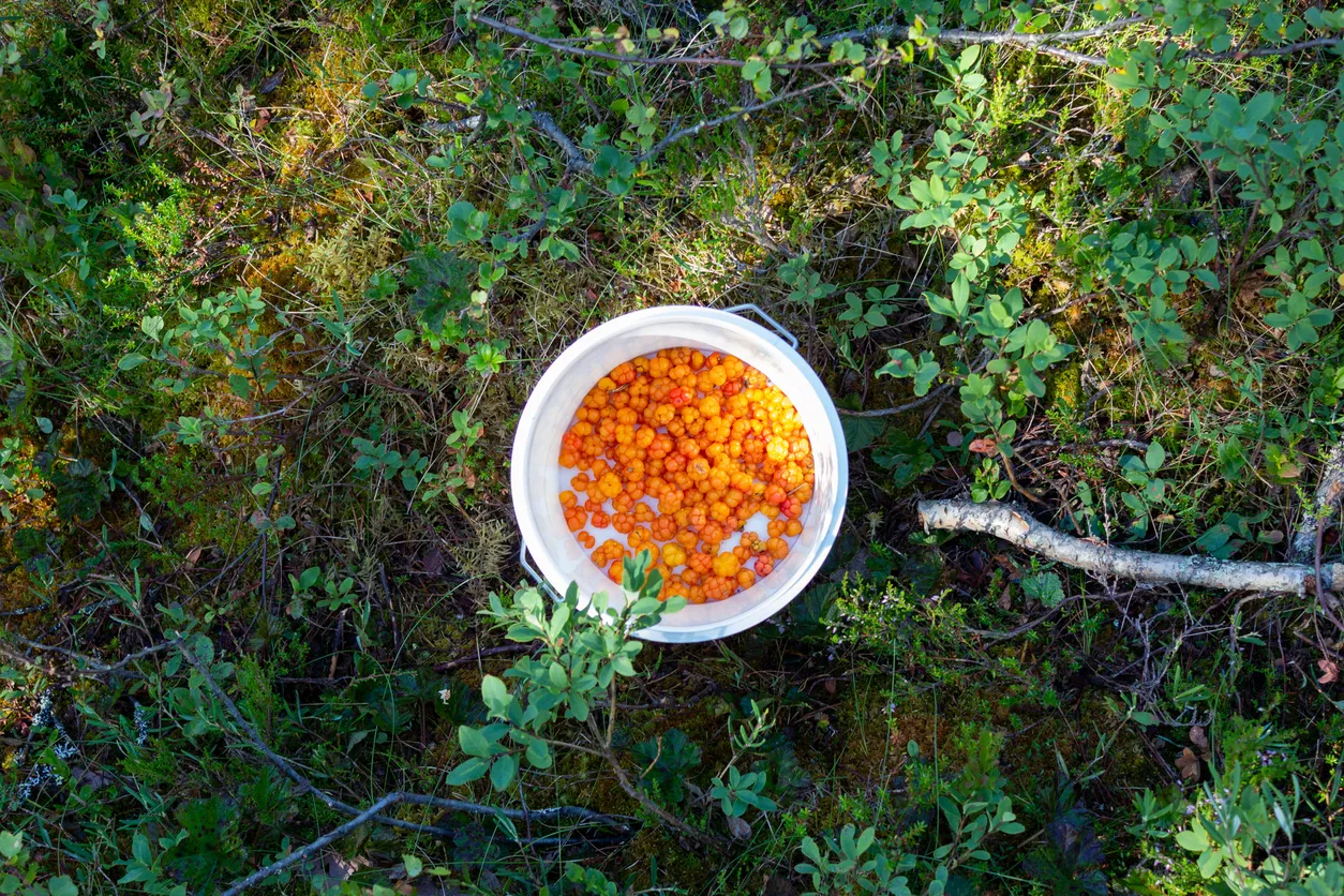Russian Farmer Builds a Smart Sea Buckthorn Farm Powered by Drones