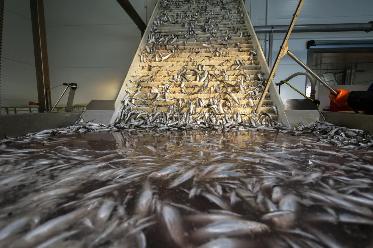 Russian Students Build AI System to Sort Fish by Size, Weight, and Quality