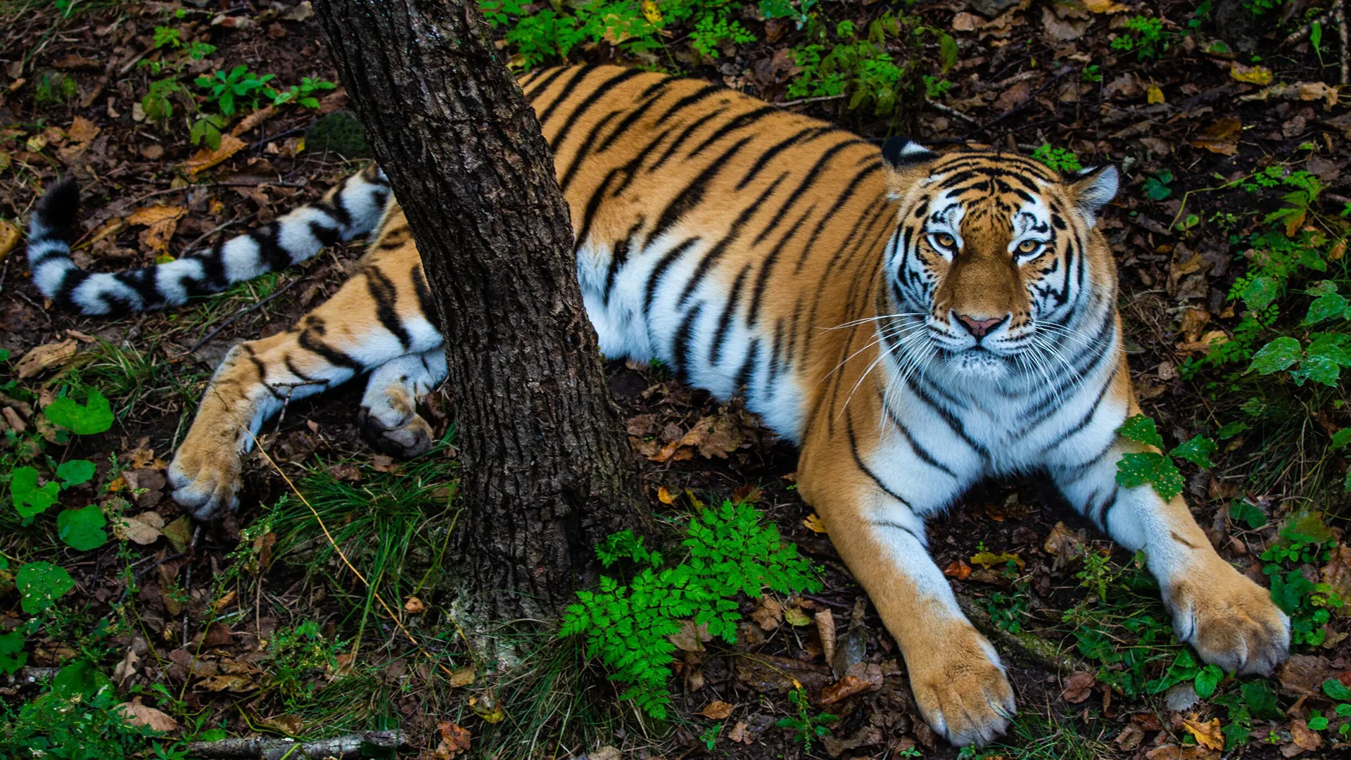 Rostelecom and Amur Tiger Center to Create Digital Reserve for Endangered Predators