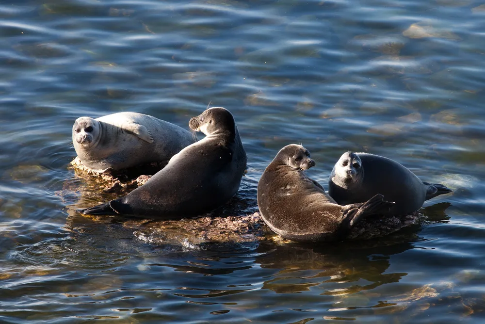 High-Speed Internet Brought to Baikal Seals in Russia