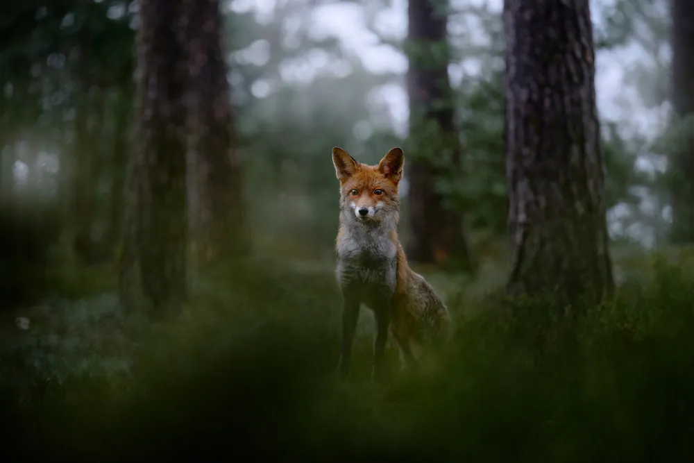 Artificial Intelligence Monitors the Condition of Urban Parks Across Russia