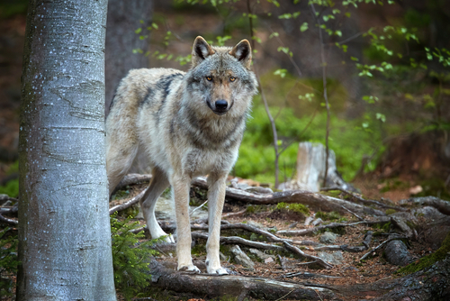 Russian Students Build AI-Driven System to Detect Wild Predators