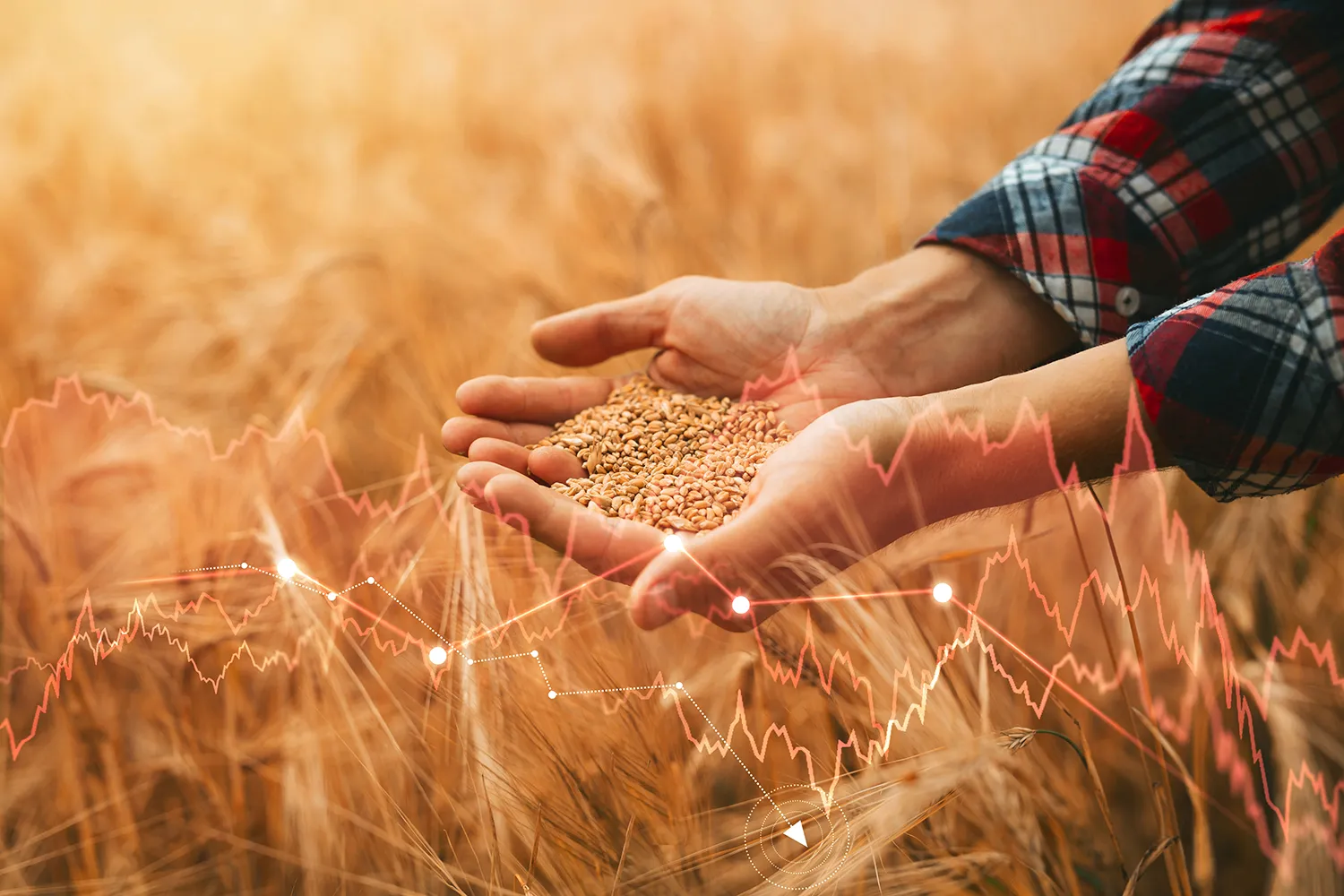 Photo - Paper Backed by Wheat: Fintech Breakthrough in Agribusiness
