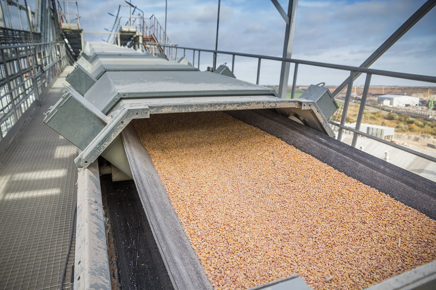 Photo - Only the Best: AI Separates Grain from Chaff