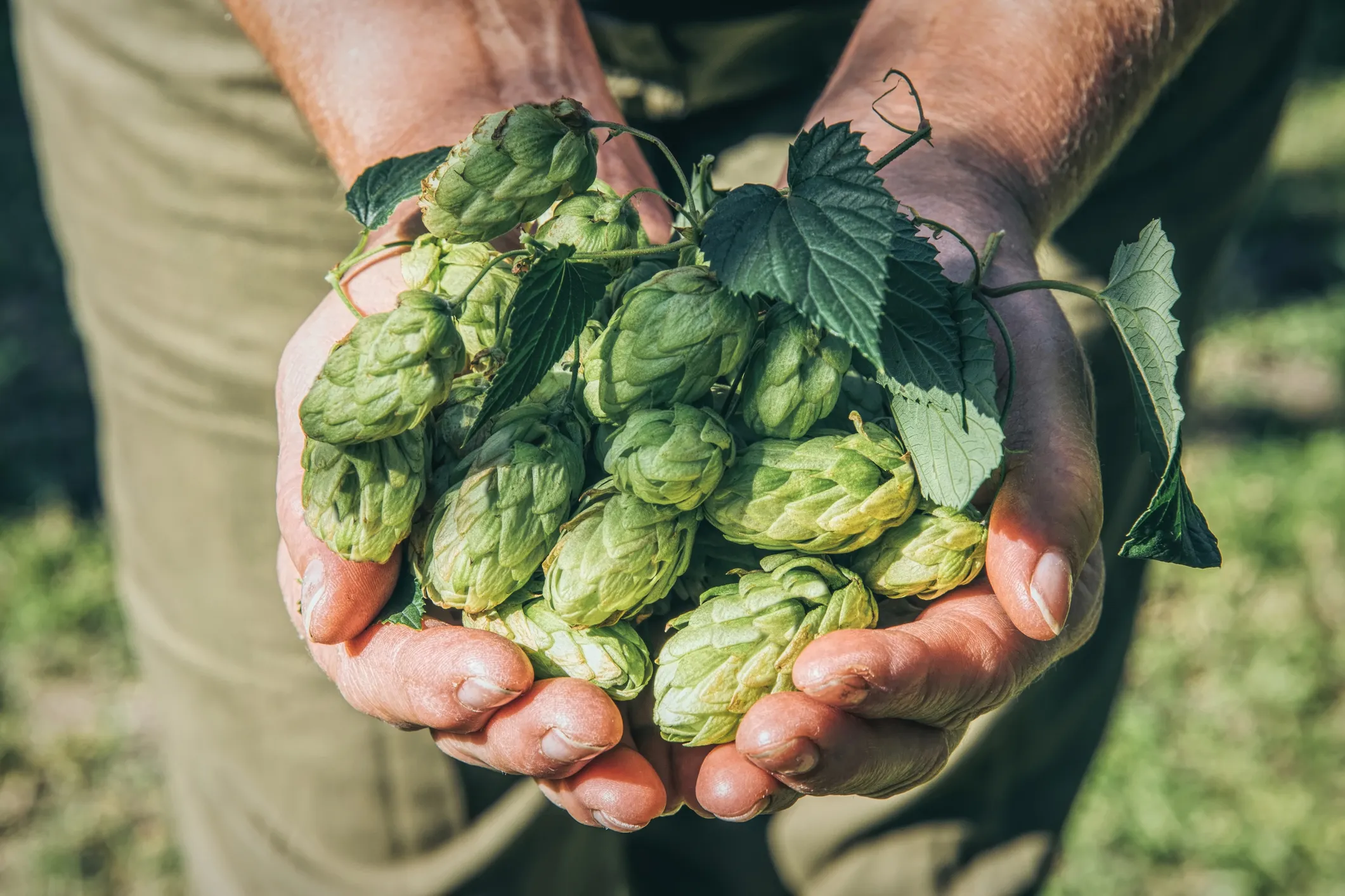 Russian Students Build AI System to Help Hop Farmers