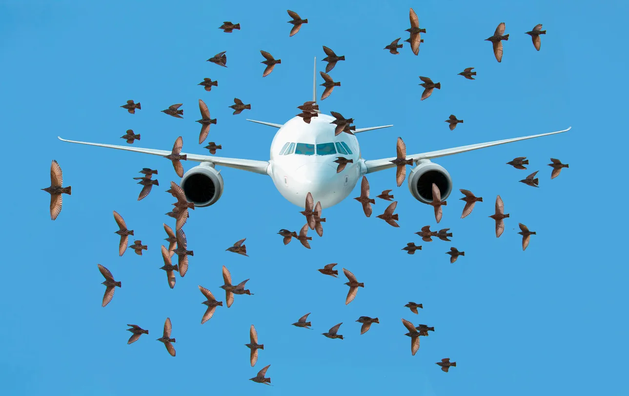 Russian Airport Deploys Bird Tracking and Forecasting System