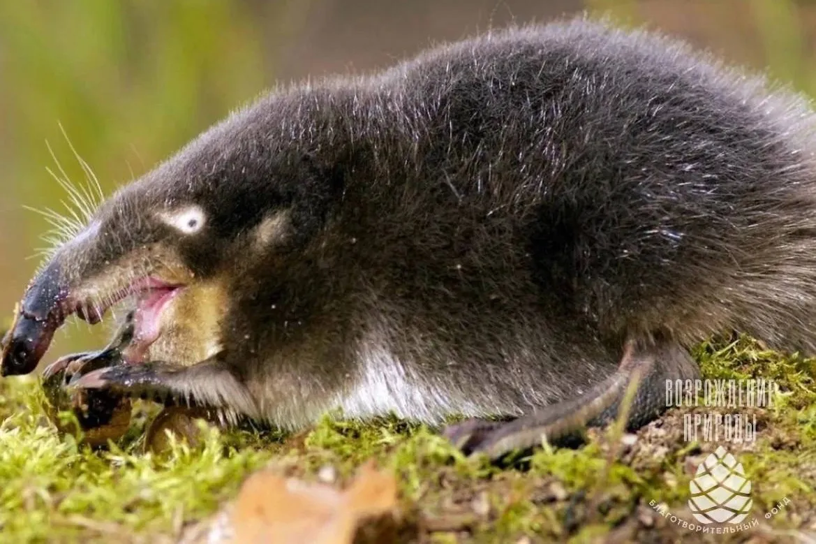 Drones and Camera Traps Protect Desmans and Musk Oxen in Russia