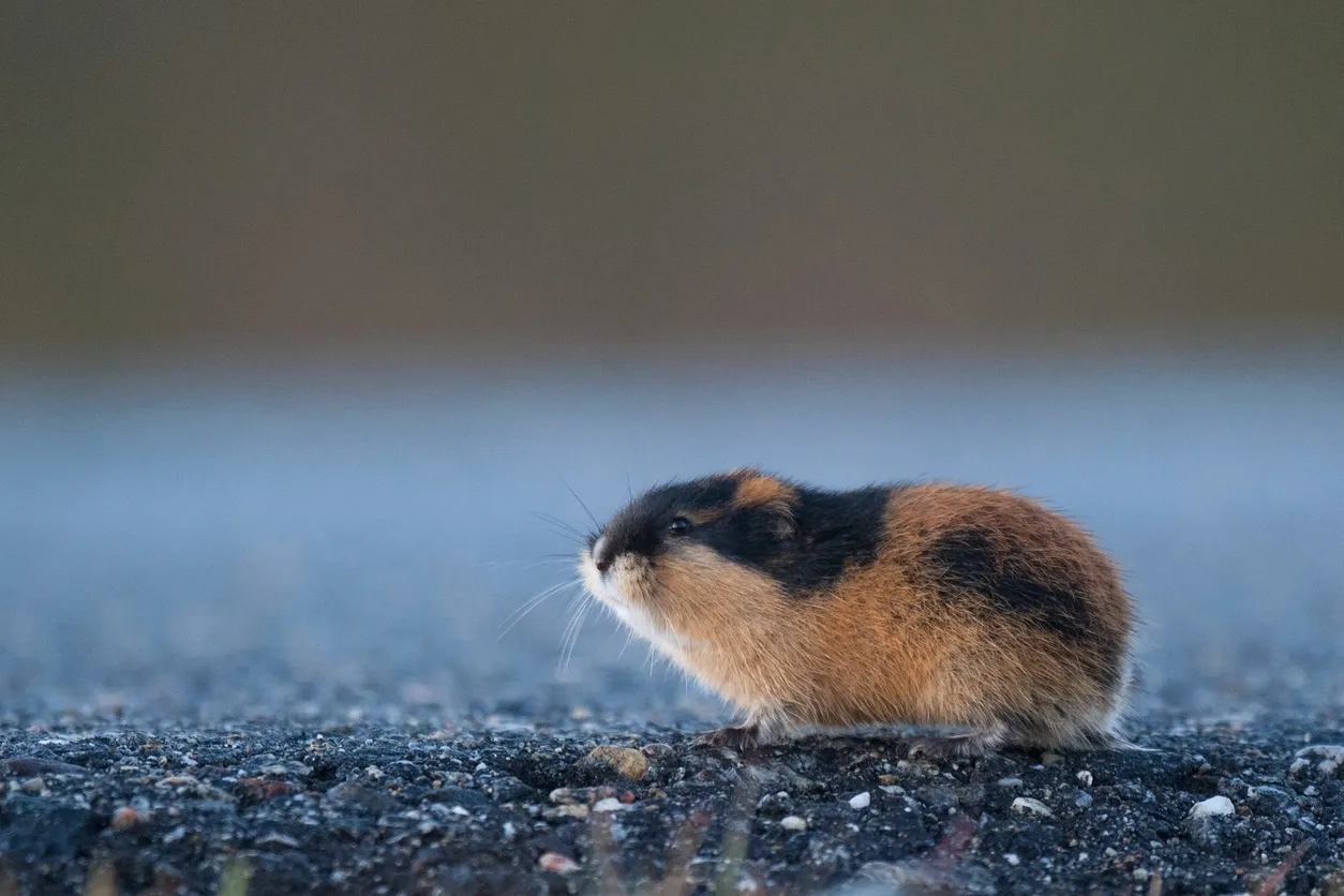 In the Russian Arctic, Digital “Traps” Are Watching the Wildlife