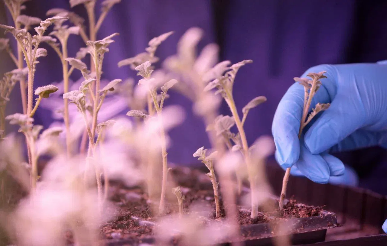 Kazan Scientists Develop System to Predict Plant Diseases