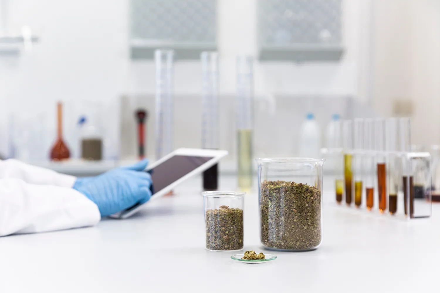 Photo - Calibrating Weeds: Harmful Plants Enter a Digital Catalog