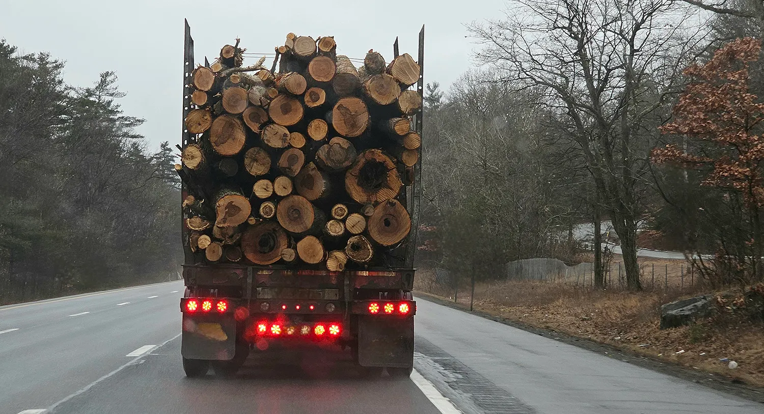 Photo - AI Bot Calculates Timber Volume With a Snapshot