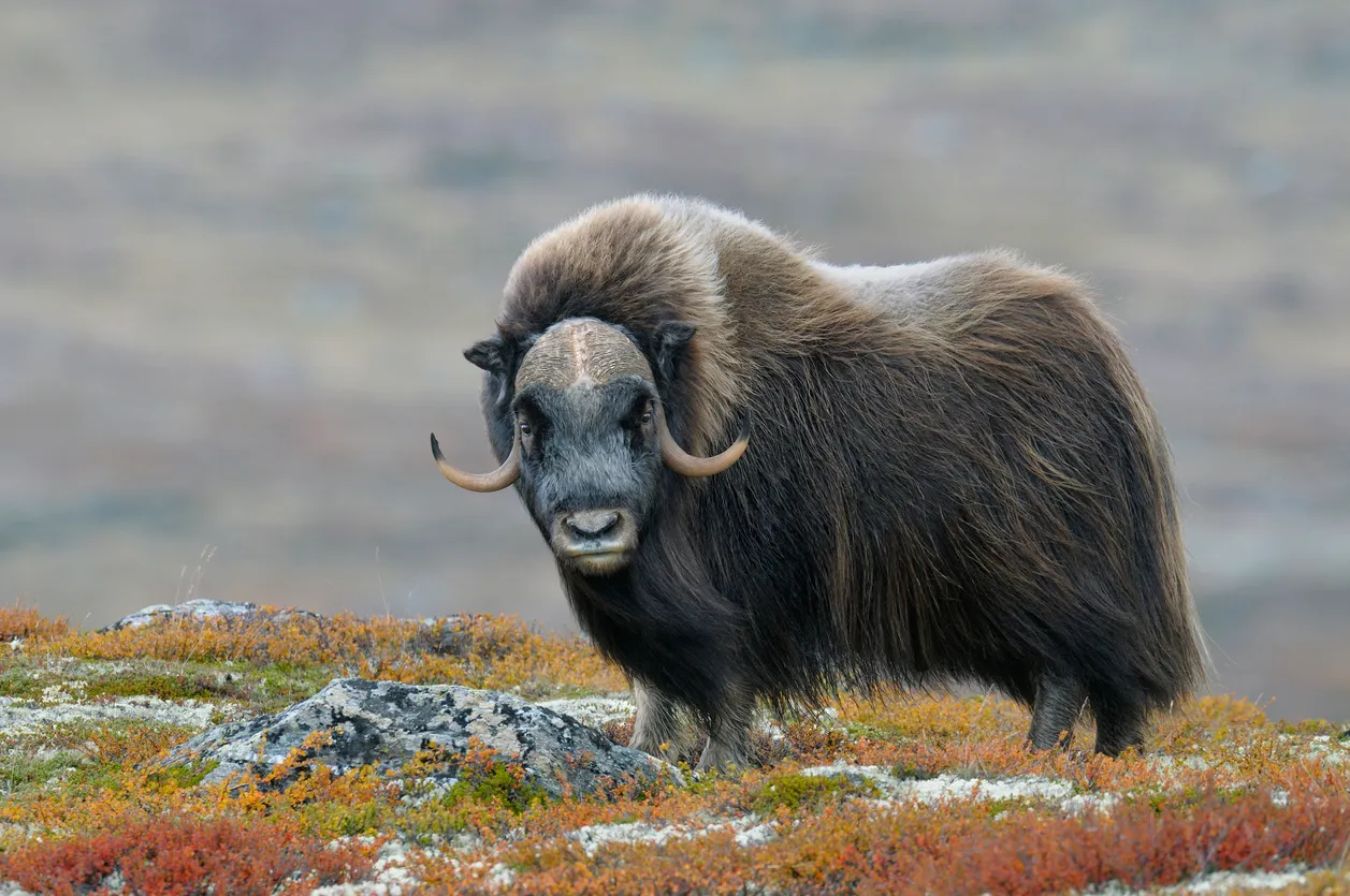Russian Wildlife Reserve Tags Musk Oxen With Smart Electronic IDs
