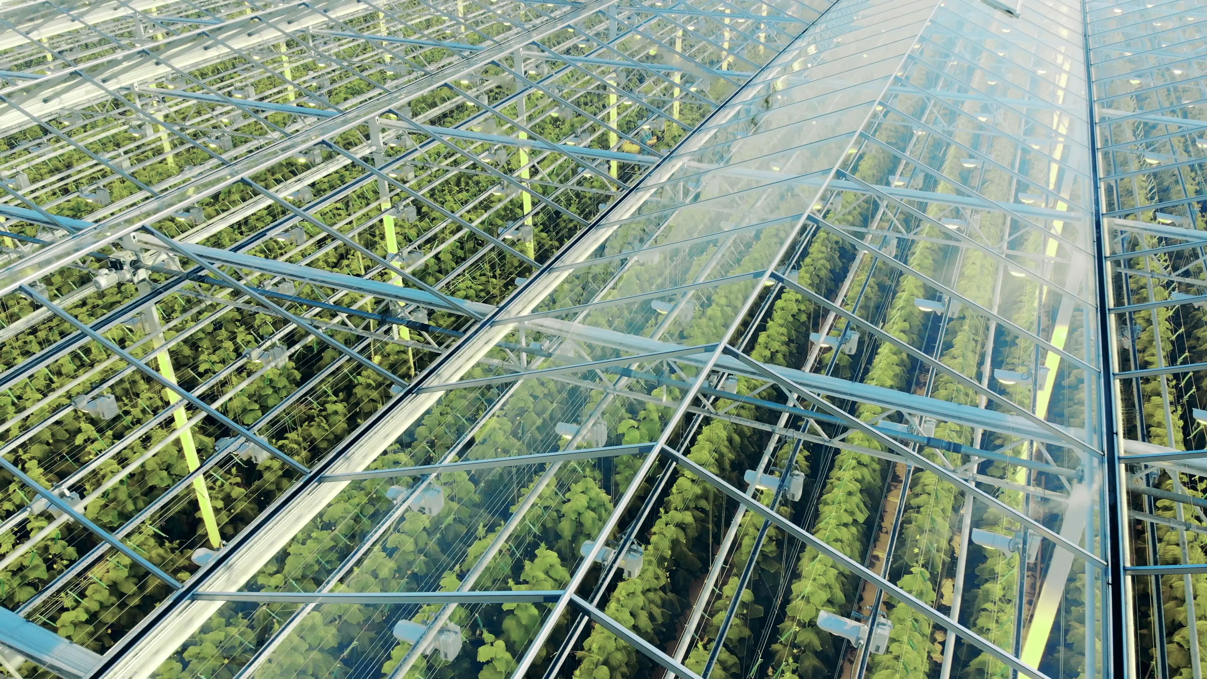 Russian Student Develops AI System to Monitor Greenhouse Crops