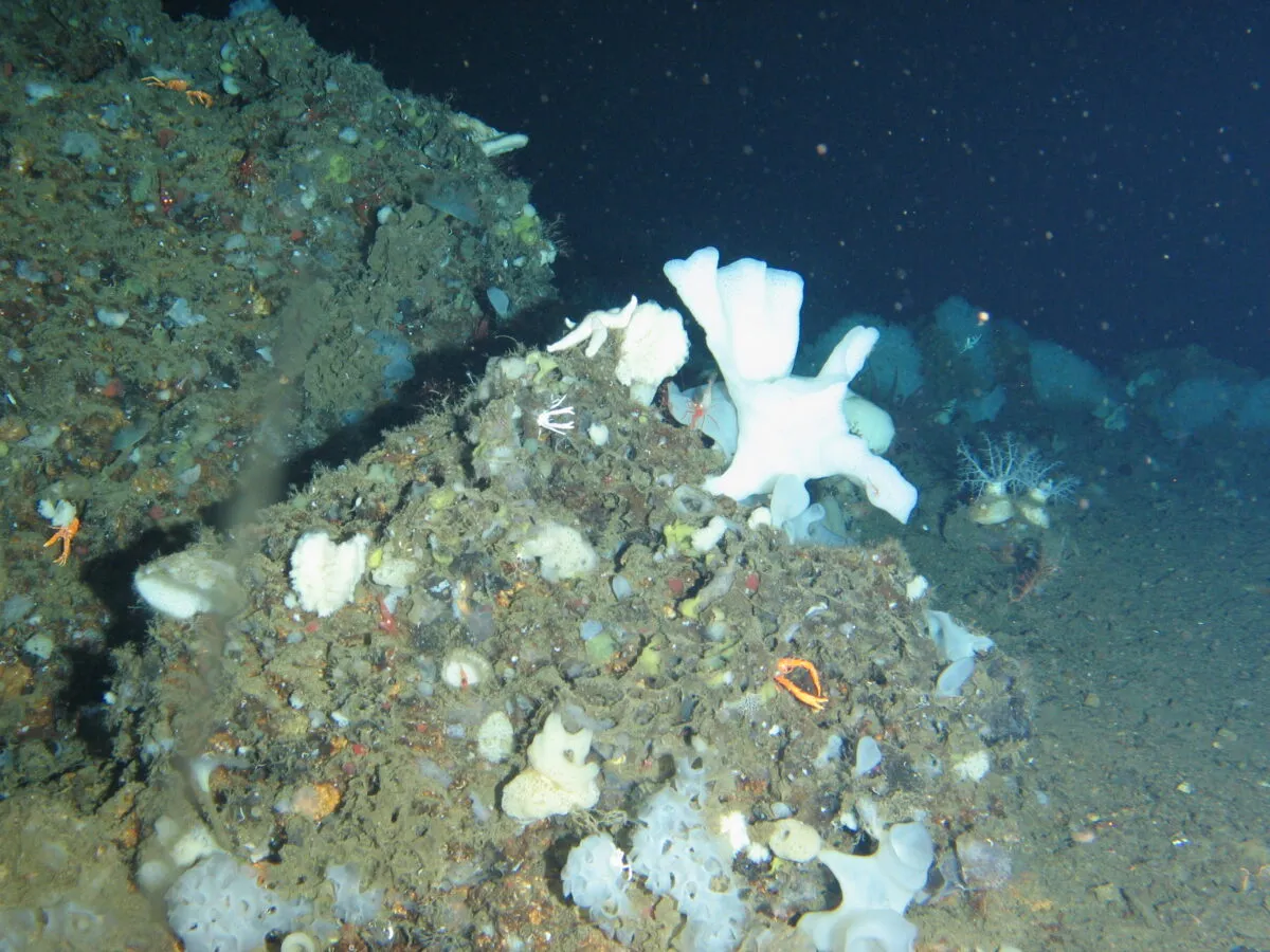 Russian Scientists Discover New Deep-Sea Sponge on Slope of Piyp Submarine Volcano