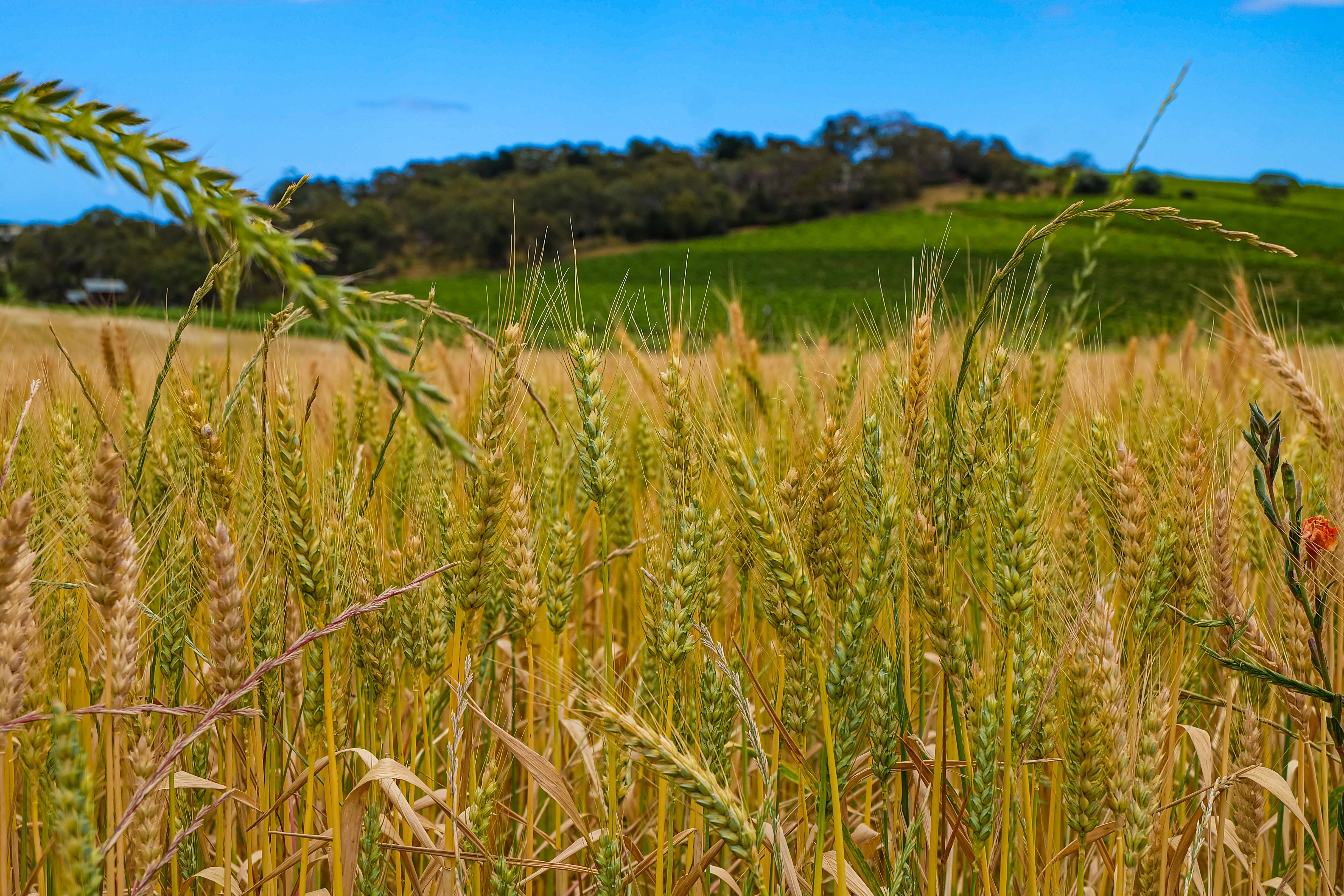 Russia Unveils AI-Powered Robot to Revolutionize Crop Yield Assessment