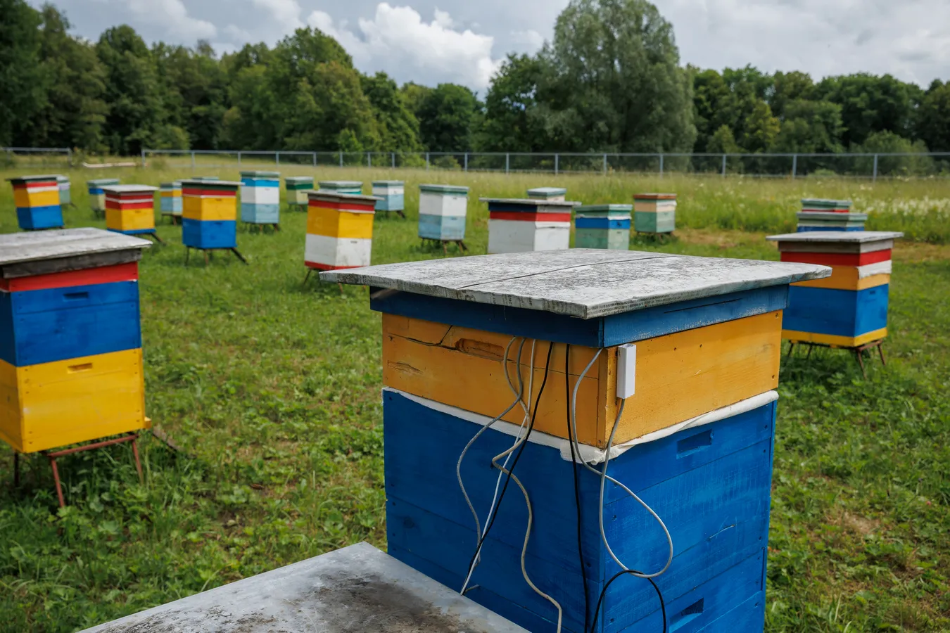 Russia’s ‘Digital Hive’ Boosts Honey Production With Smart Beekeeping