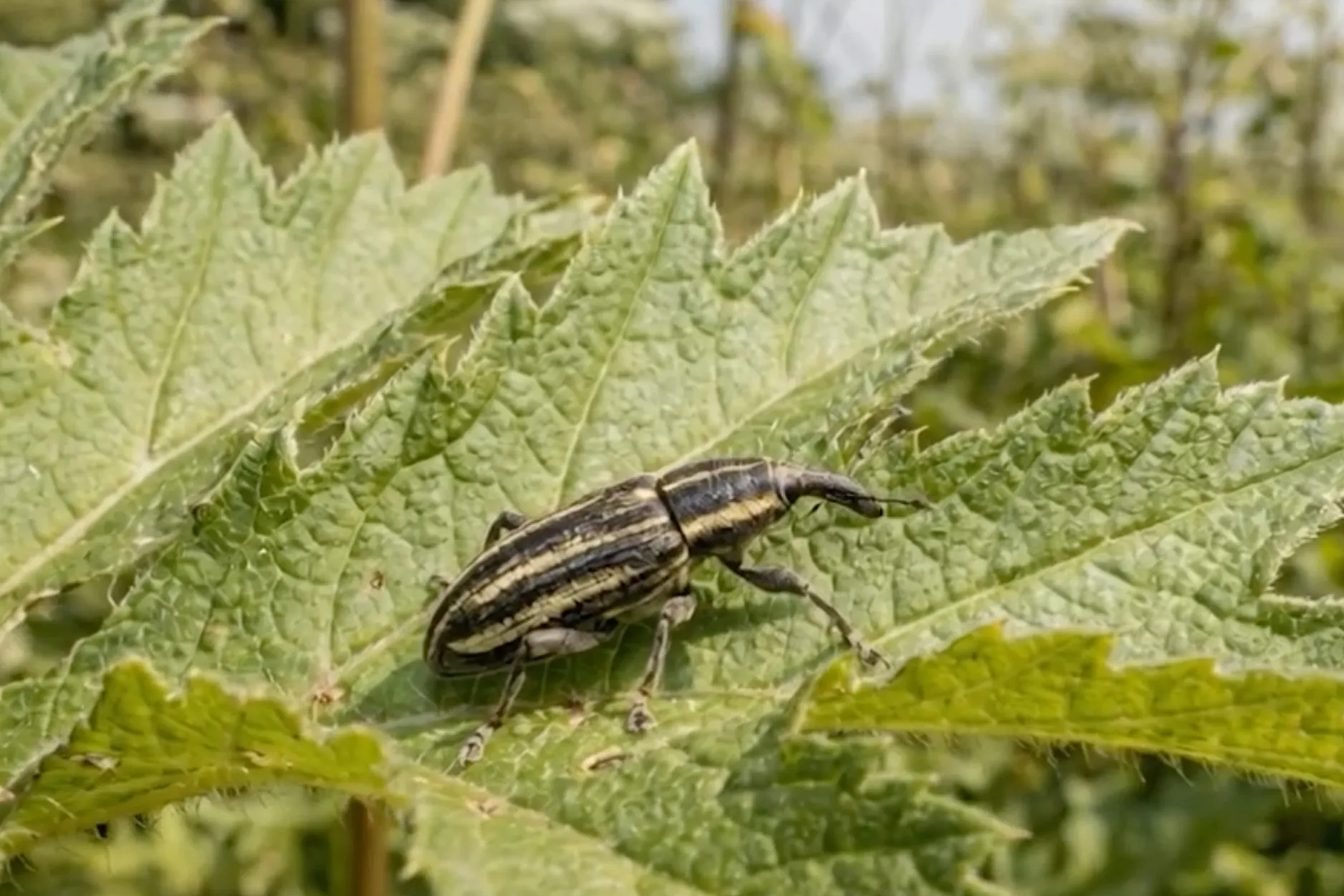 Russia to Deploy Beetle-Carrying Drones to Fight Invasive Hogweed