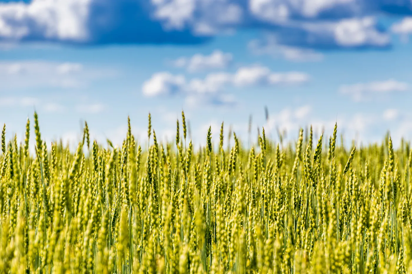 Moscow Region to Build High-Tech Dairy Farming Complex