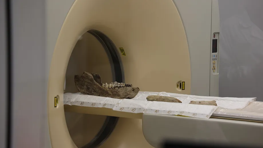 Digital Imaging Reveals New Insights Into Woolly Rhinoceroses